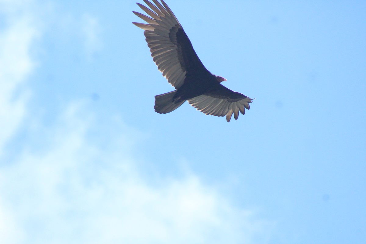 Turkey Vulture - ML519409941
