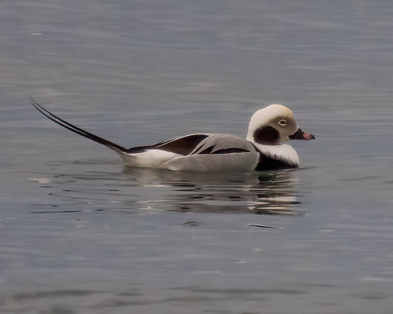 Long-tailed Duck - ML519409951