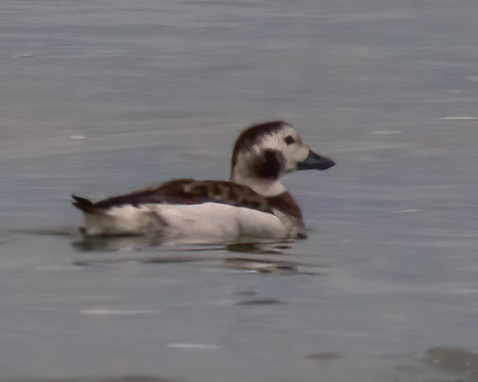Long-tailed Duck - ML519409961