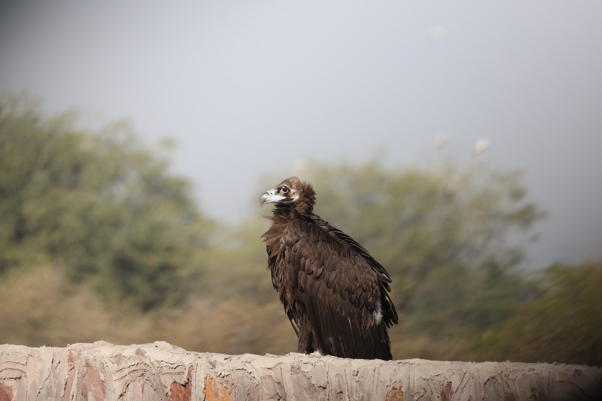 Cinereous Vulture - ML519410331