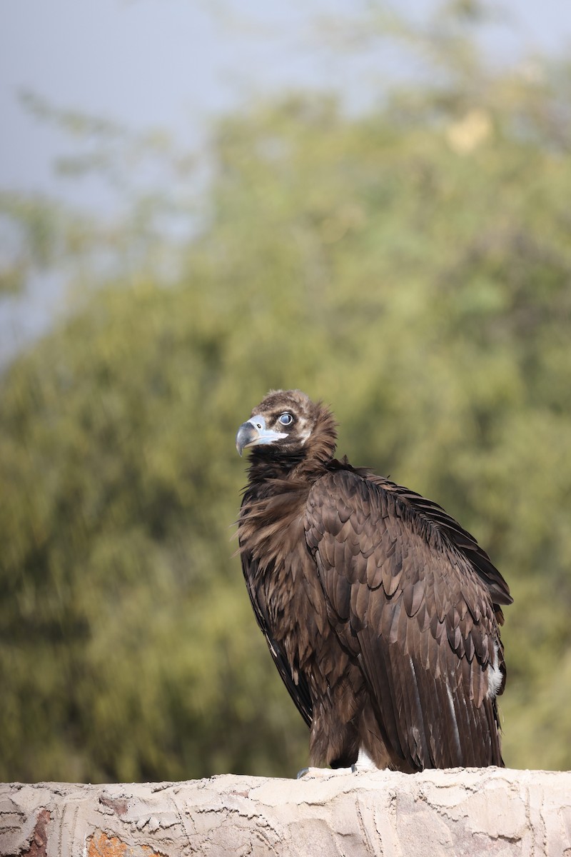 Cinereous Vulture - ML519410341