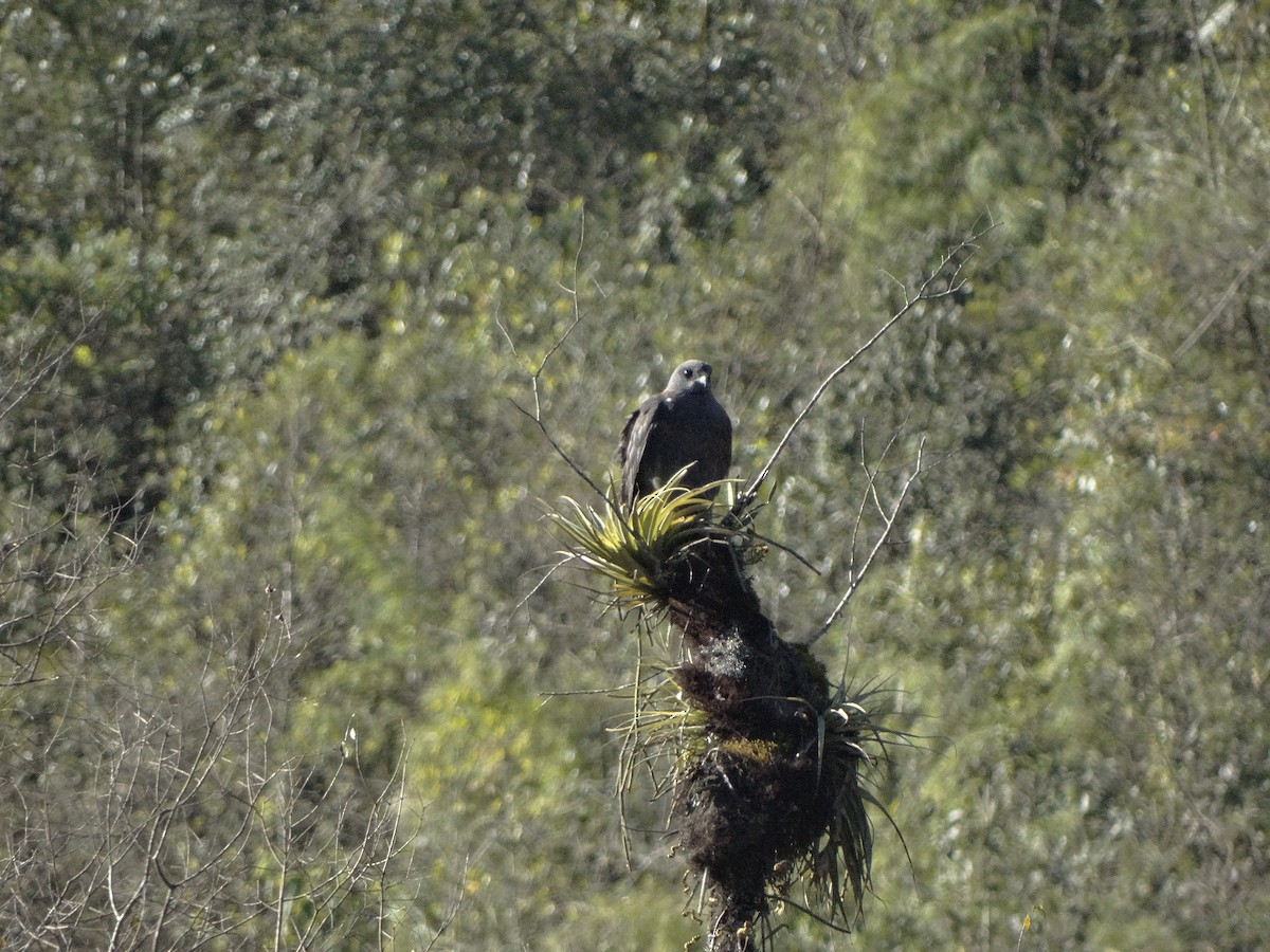 Short-tailed Hawk - Juan Manuel Grande