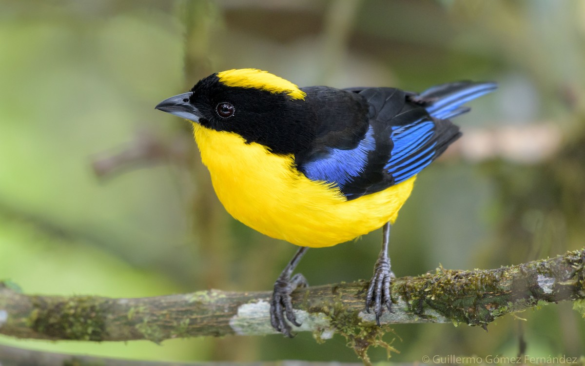 Blue-winged Mountain Tanager - ML51941541