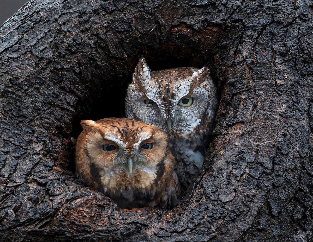 Eastern Screech-Owl - Sylvain Messier
