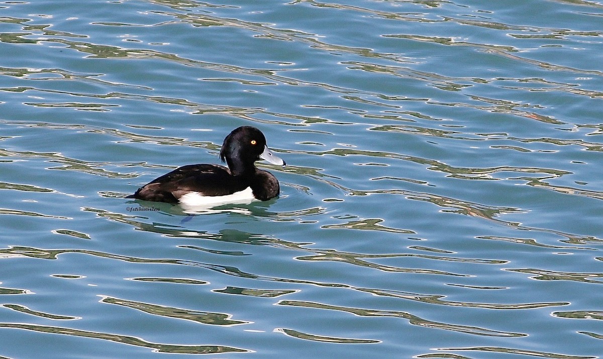 Tufted Duck - ML519426271