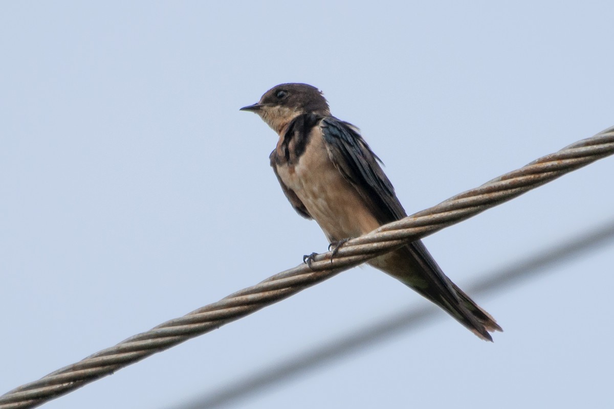 Barn Swallow (Buff-bellied) - ML519429041