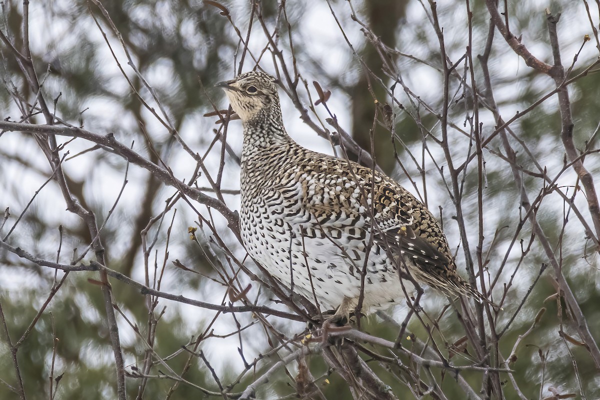 Sharp-tailed Grouse - Barry Lyons