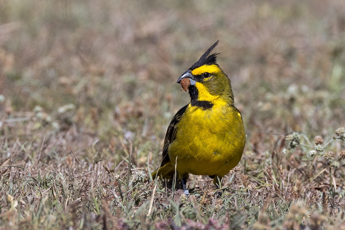 Yellow Cardinal - Fernando Farias