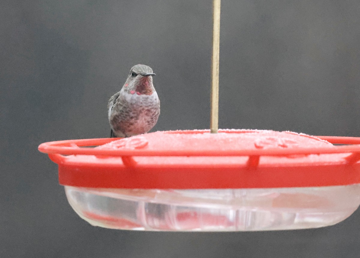 Anna's Hummingbird - ML519439171