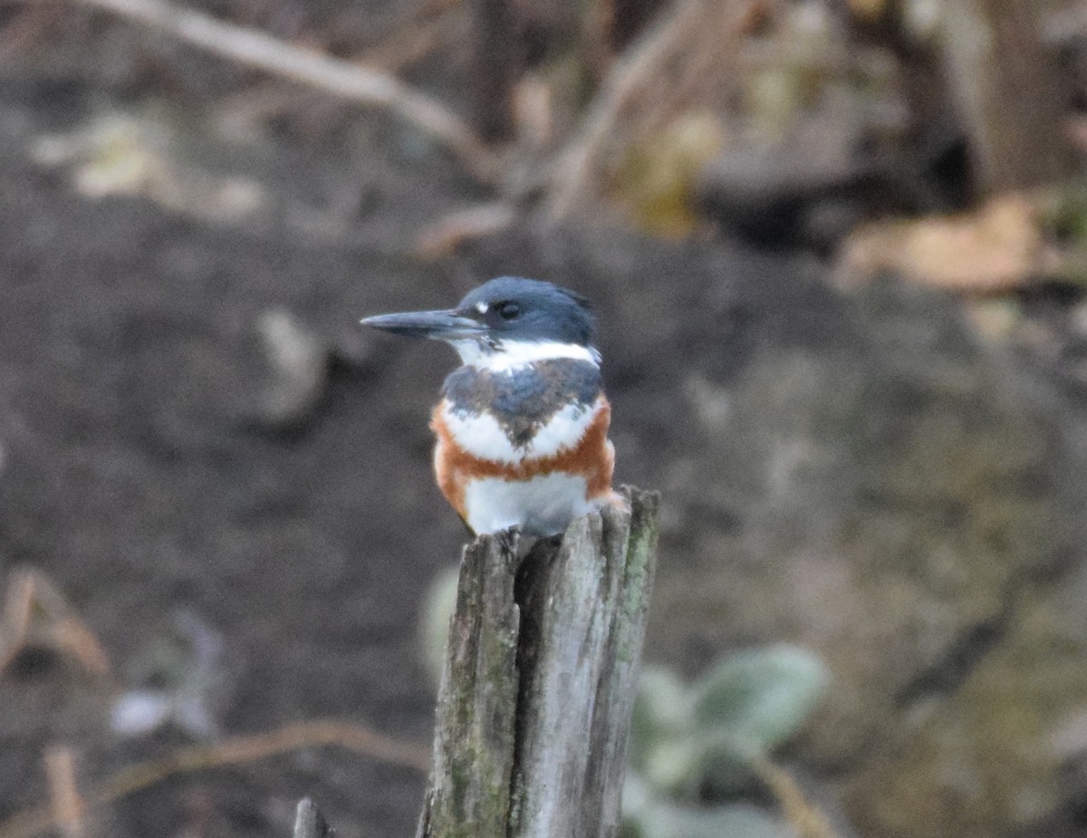 Belted Kingfisher - ML519440111