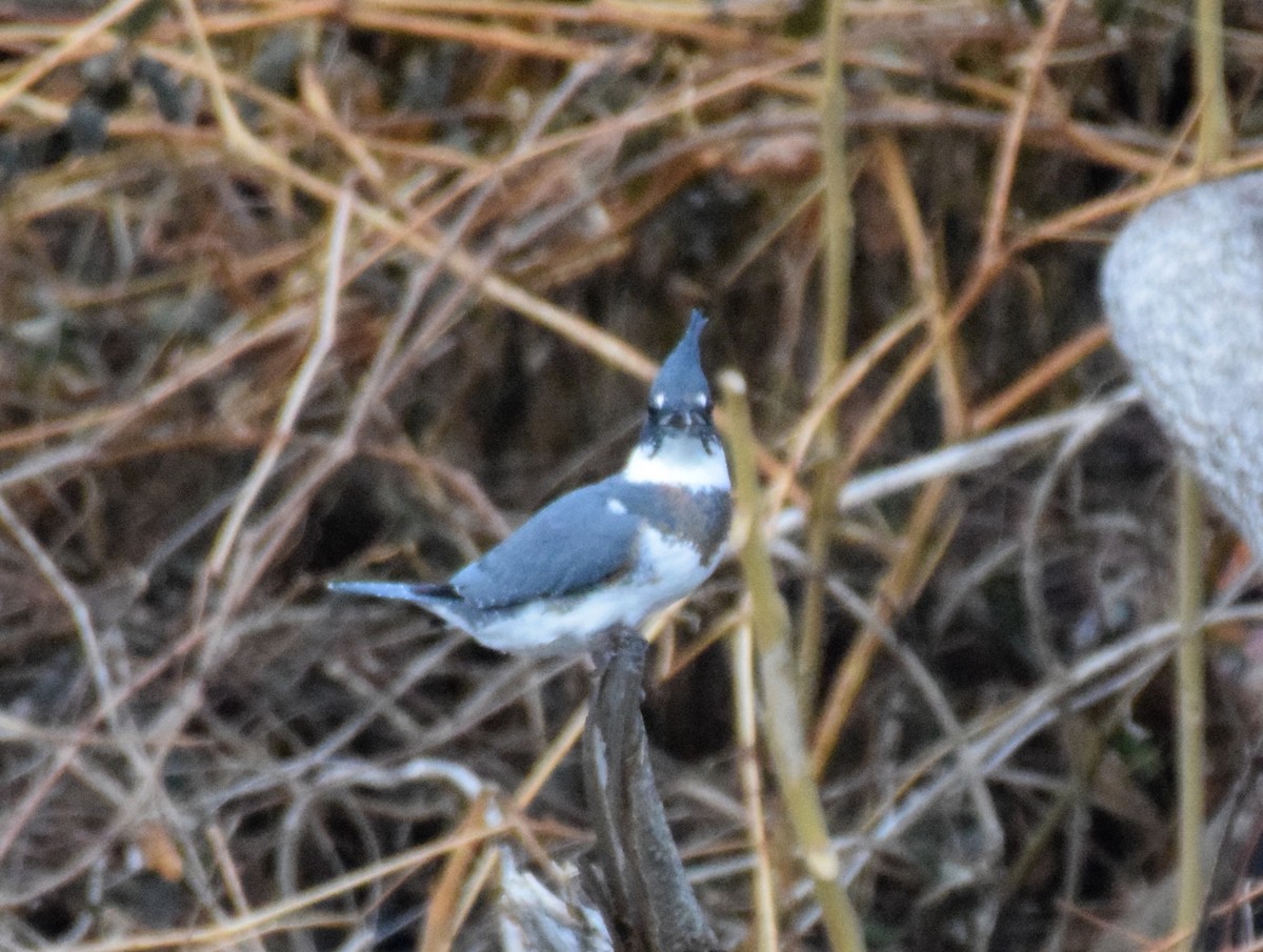 Belted Kingfisher - ML519440121