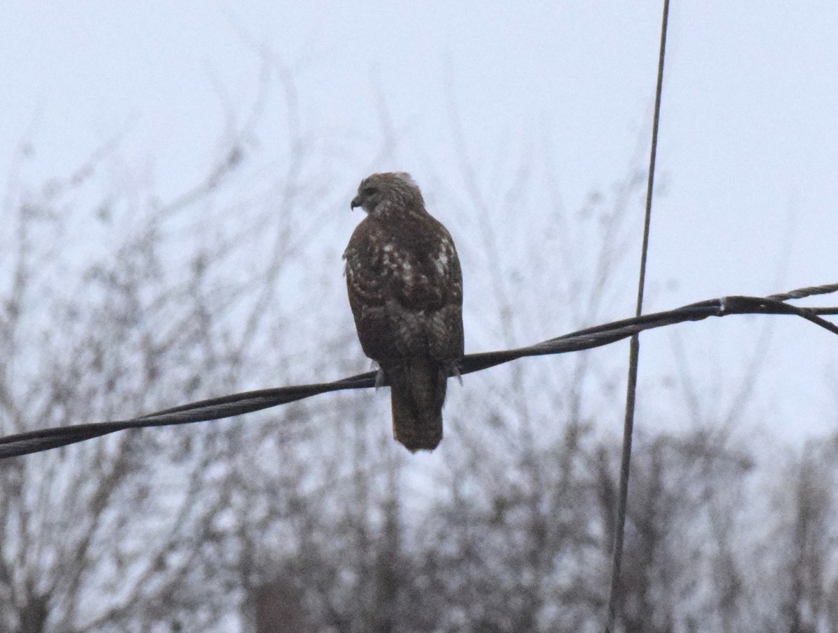 Red-tailed Hawk - ML519440651