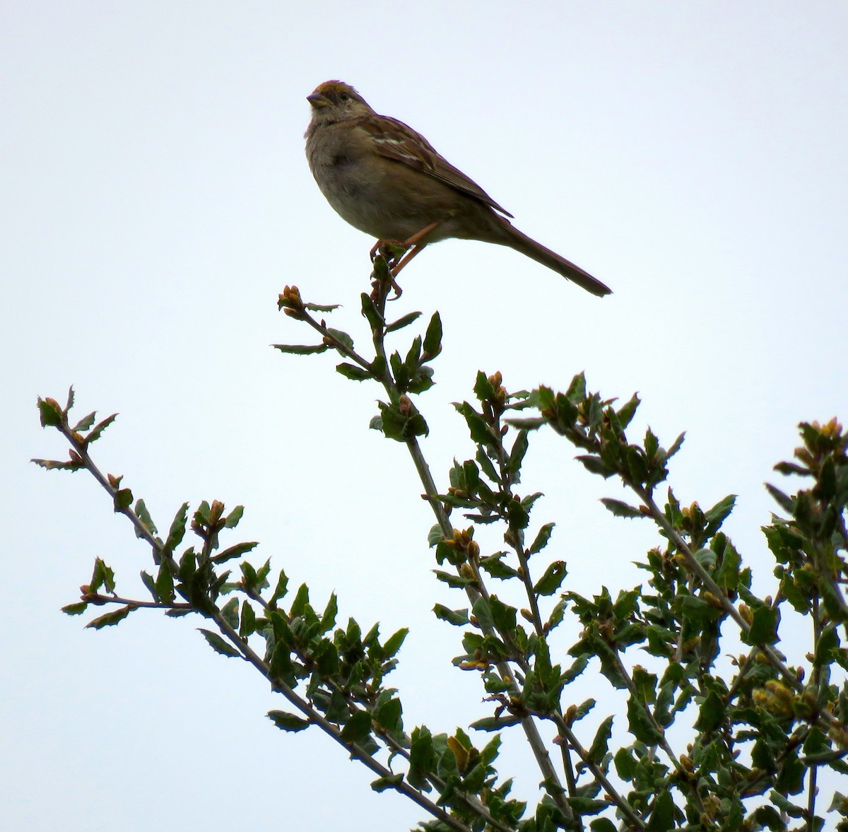 Golden-crowned Sparrow - ML51944231