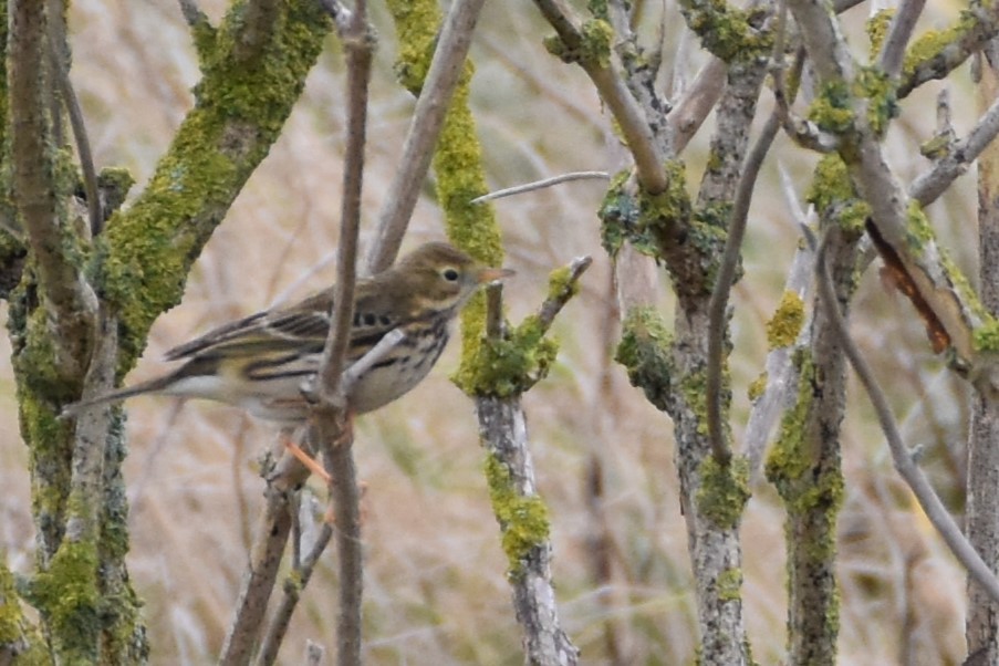 Meadow Pipit - ML519443481
