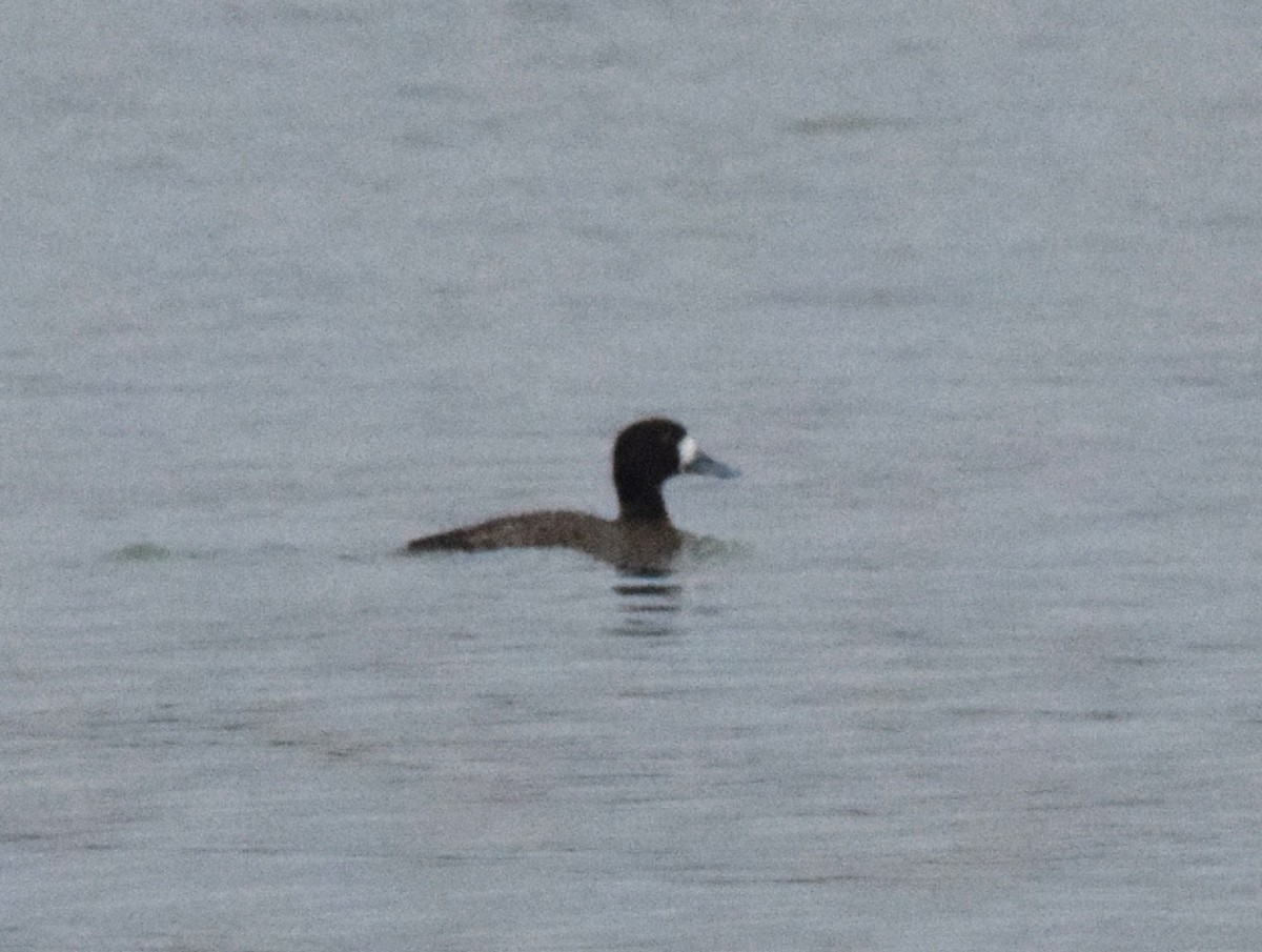 Greater Scaup - ML519446261