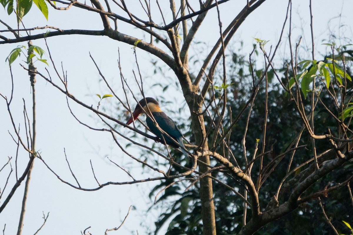 Stork-billed Kingfisher - Shreeramakrishna K S