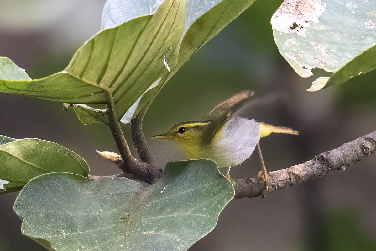 Yellow-vented Warbler - ML519454901