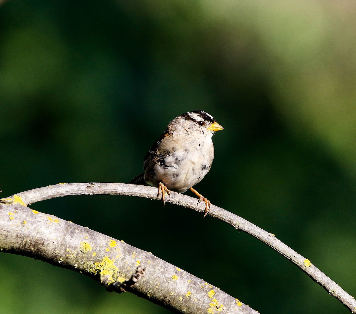 White-crowned Sparrow (pugetensis) - Mark Sawyer