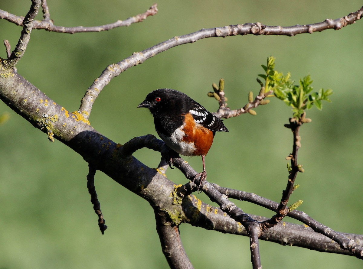 Spotted Towhee - Mark Sawyer