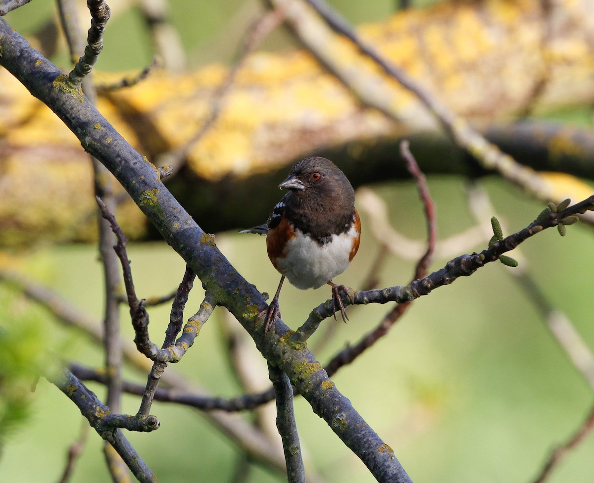 Spotted Towhee - ML51945931