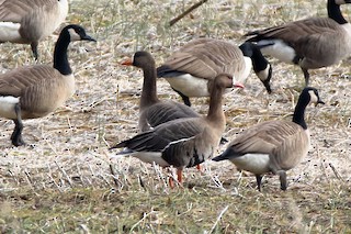 Greater White-fronted Goose, ML519459441