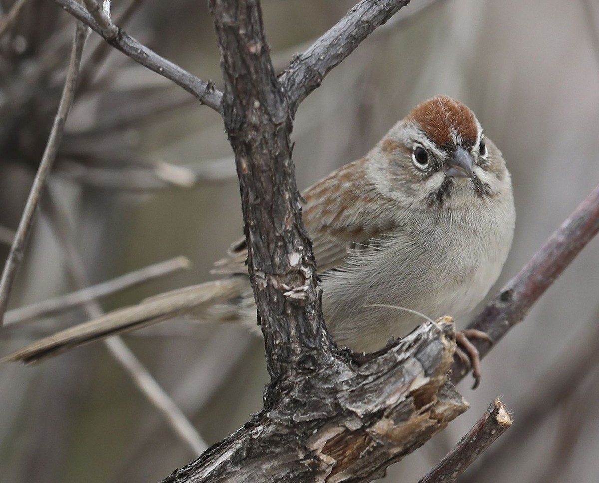Rufous-crowned Sparrow - ML51946321