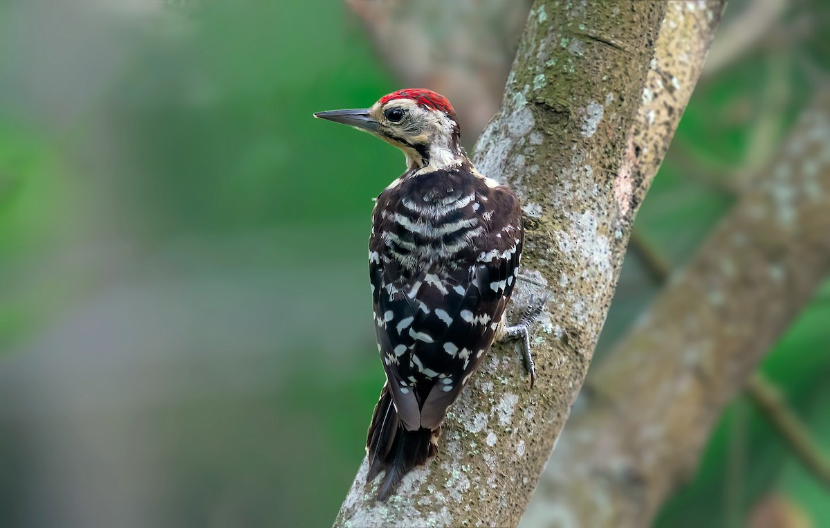 Fulvous-breasted Woodpecker - Rajkumar Das