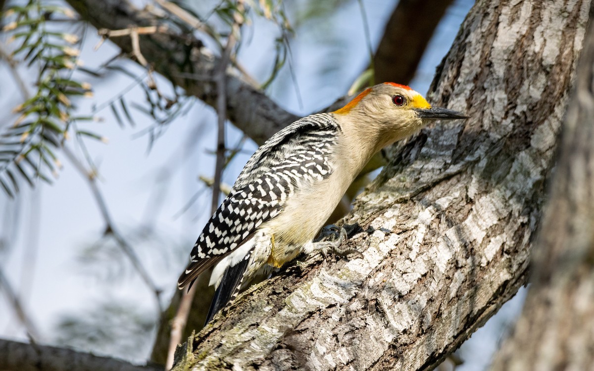 Golden-fronted Woodpecker - Atlee Hargis