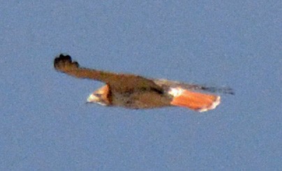 Red-tailed Hawk - ML519466331