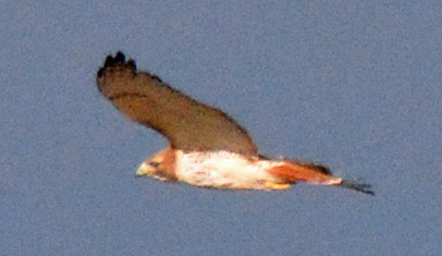 Red-tailed Hawk - ML519466361
