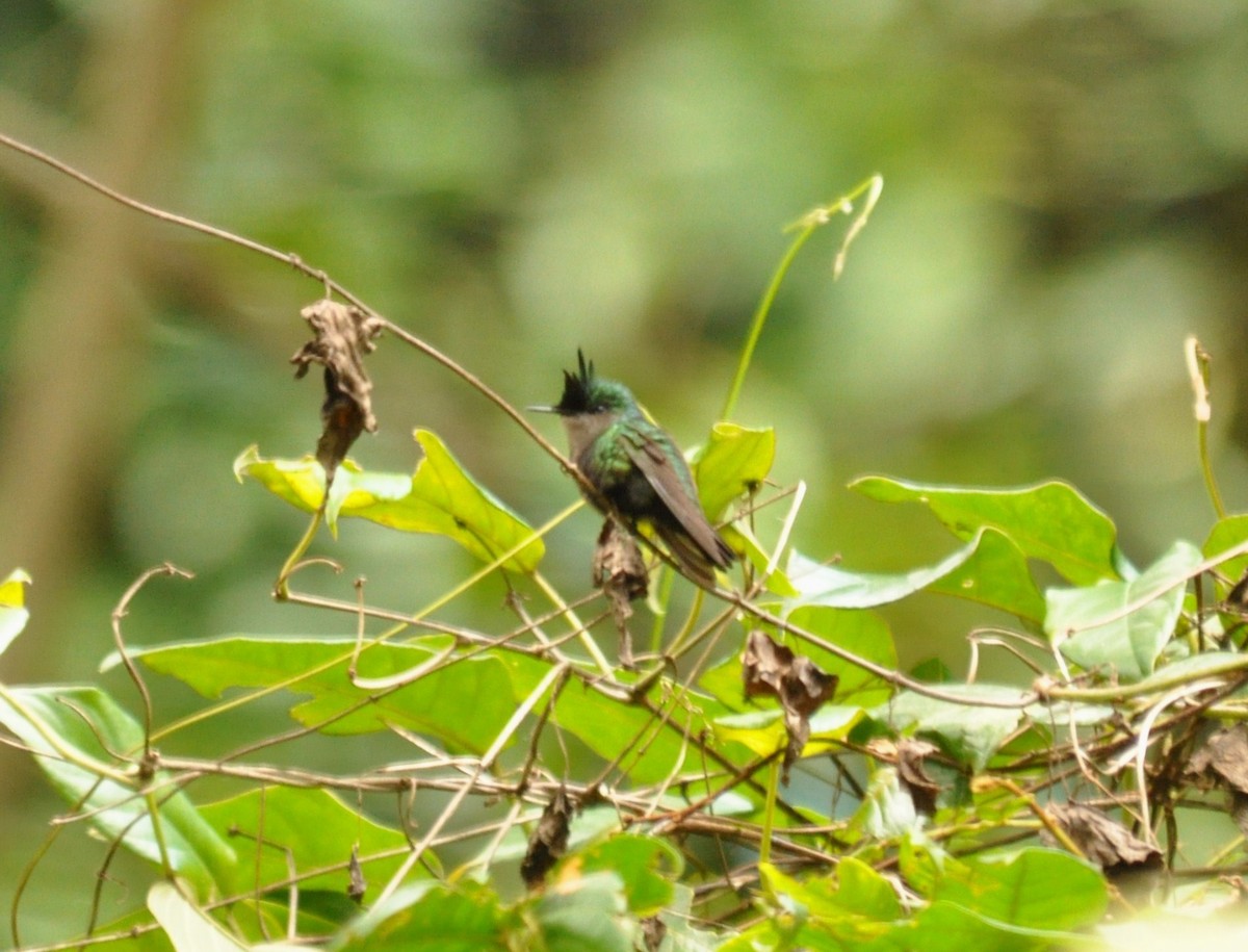 Antillean Crested Hummingbird - ML519471261