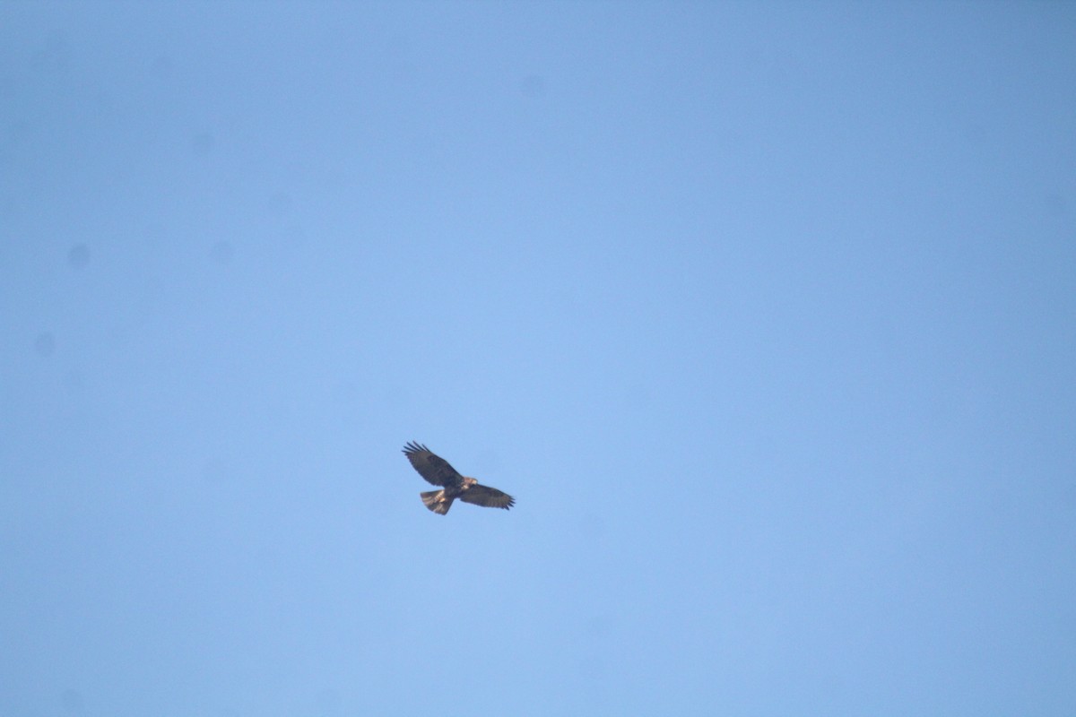 Red-tailed Hawk (socorroensis) - ML519472121
