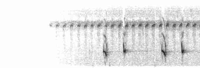  - Marsh Antwren (Parana)