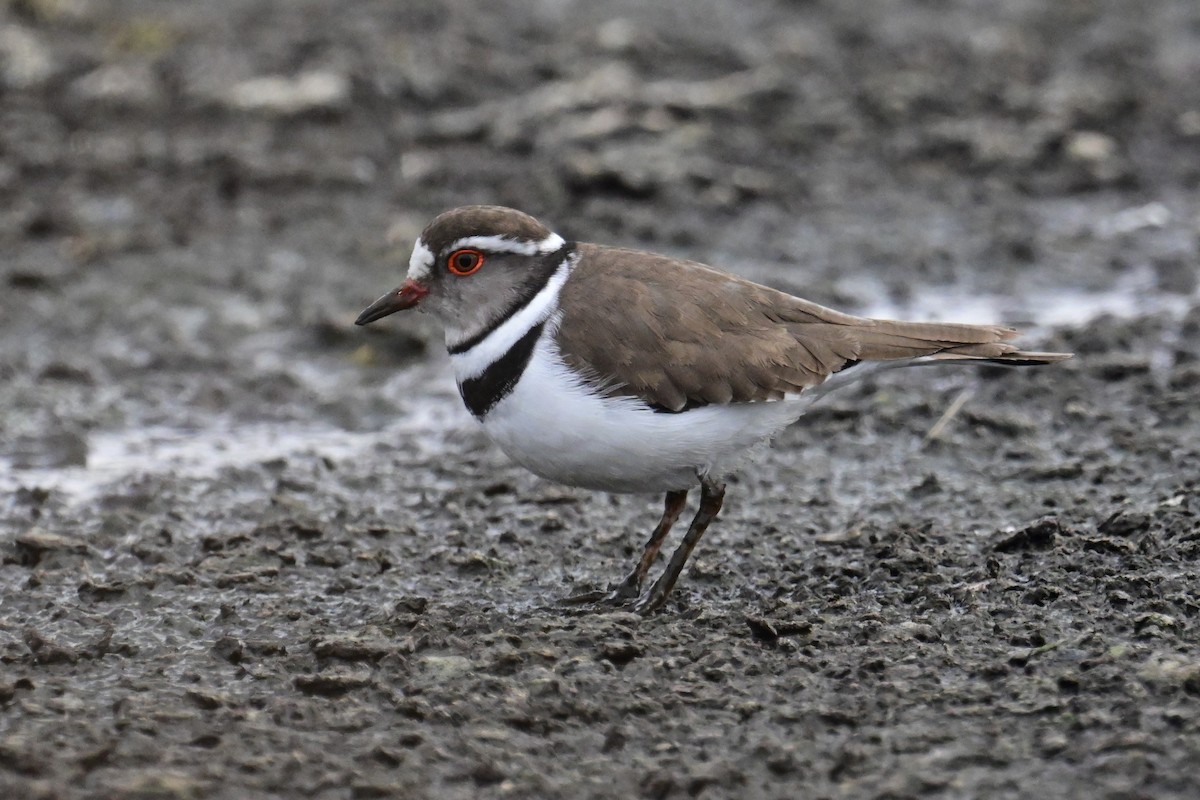 Three-banded Plover - ML519477131