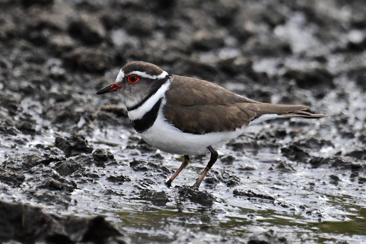 Three-banded Plover - ML519477141