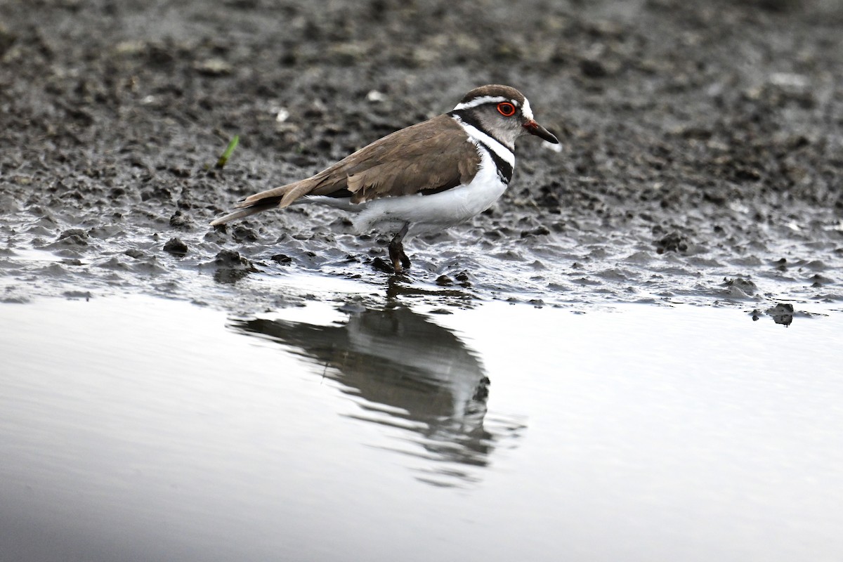 Three-banded Plover - ML519477151