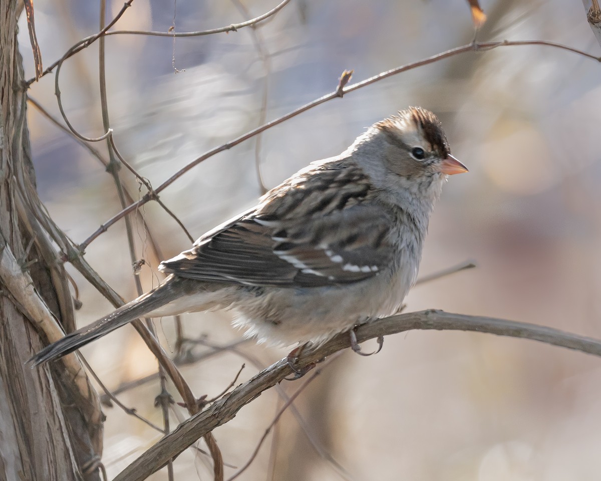 White-crowned Sparrow - Jim Triplett