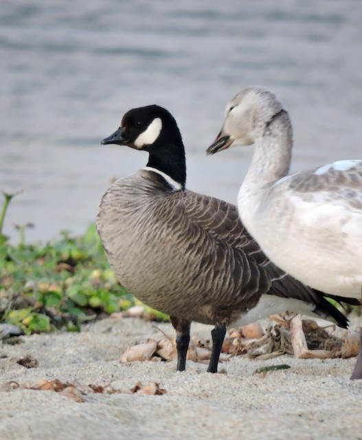 Cackling Goose - eBird