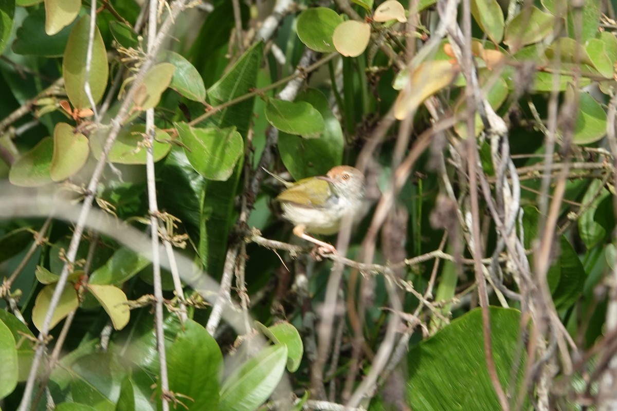 Common Tailorbird - Ronald de Mol