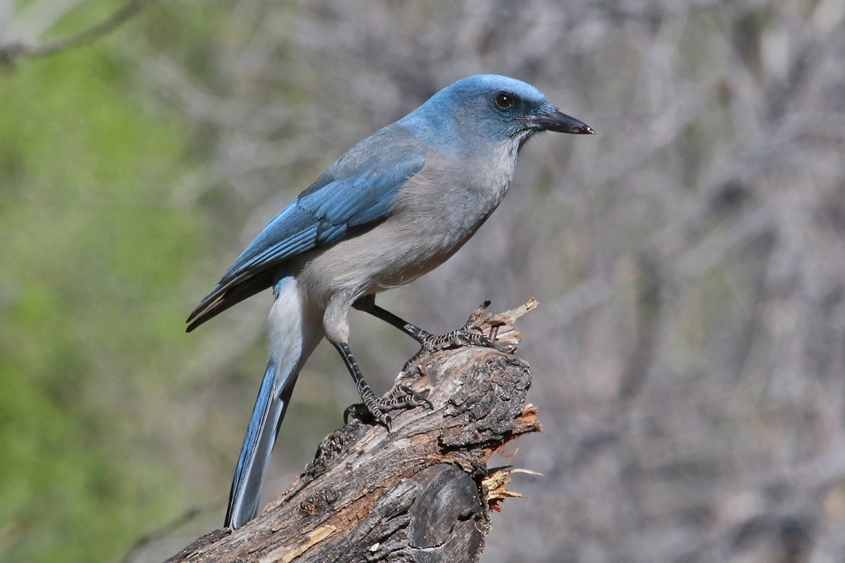 Mexican Jay - ML51949471