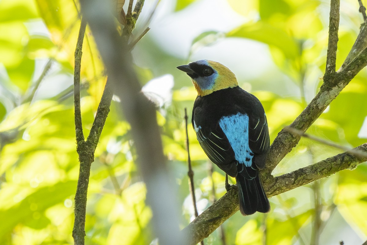 Golden-hooded Tanager - Joshua Covill