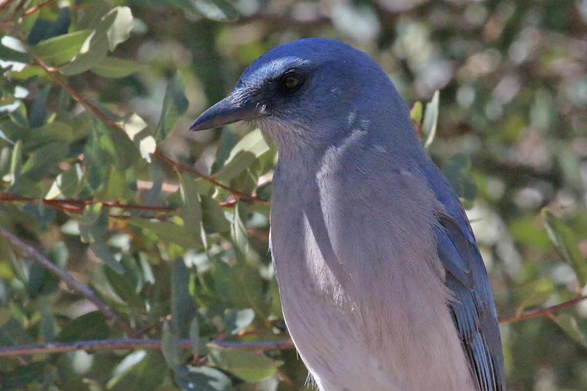 Mexican Jay - ML51949481