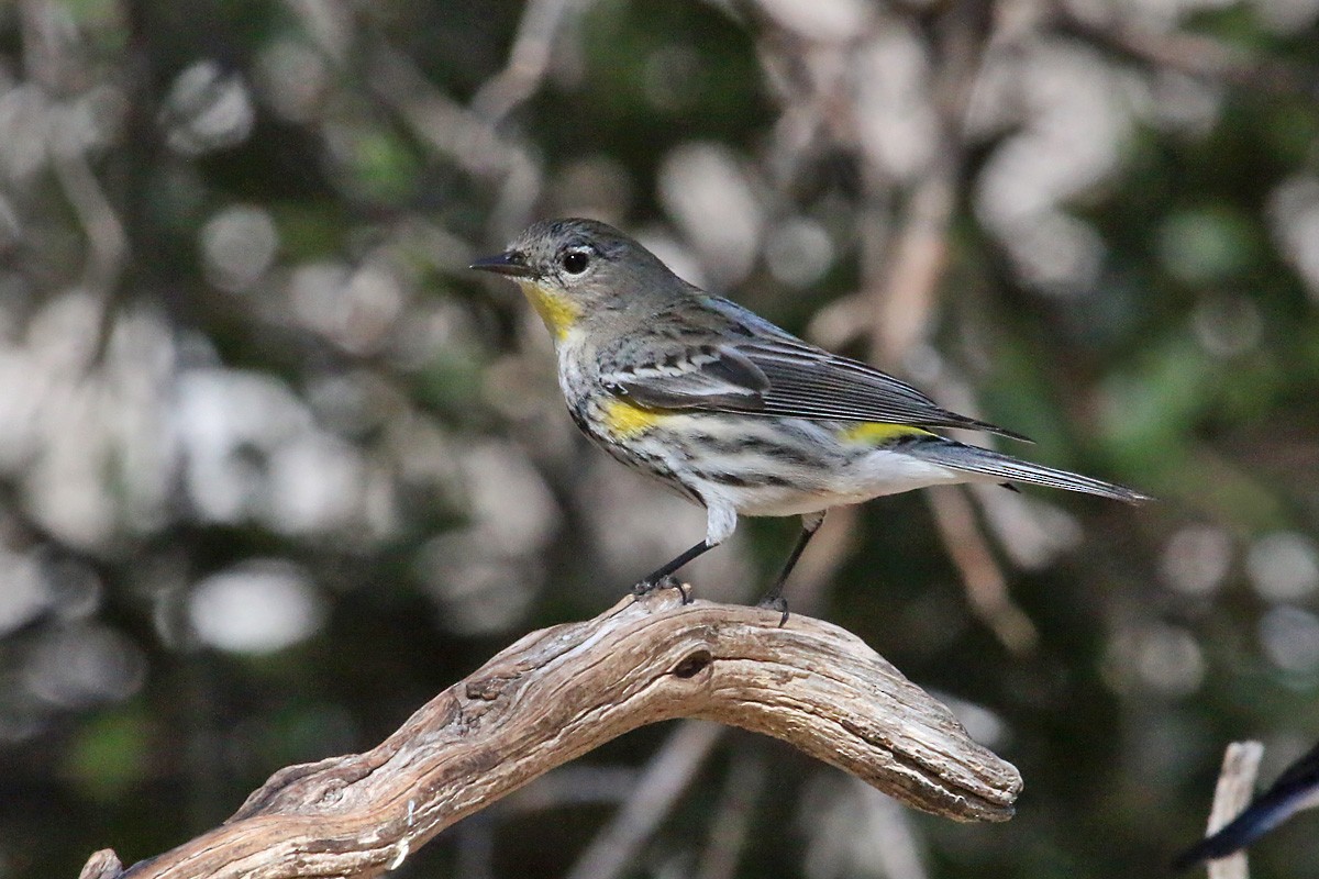 Yellow-rumped Warbler (Audubon's) - ML51949541