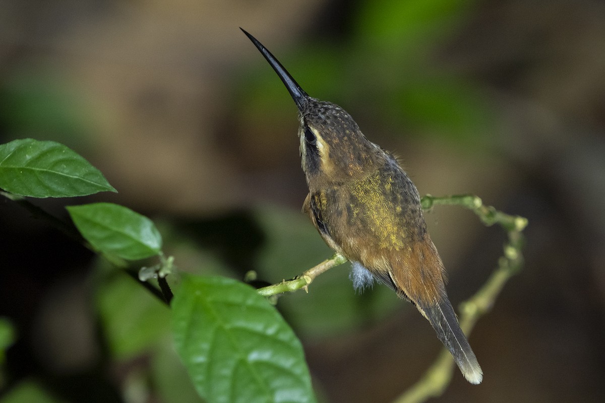 kolibřík proužkohrdlý - ML519495481