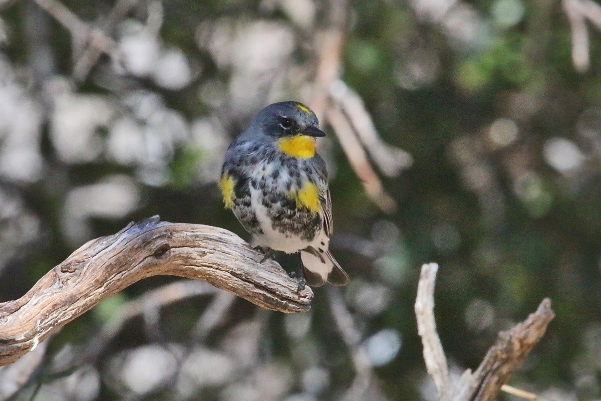 Yellow-rumped Warbler (Audubon's) - ML51949551