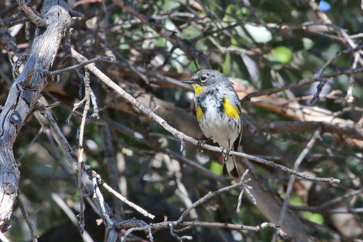 Yellow-rumped Warbler (Audubon's) - ML51949561