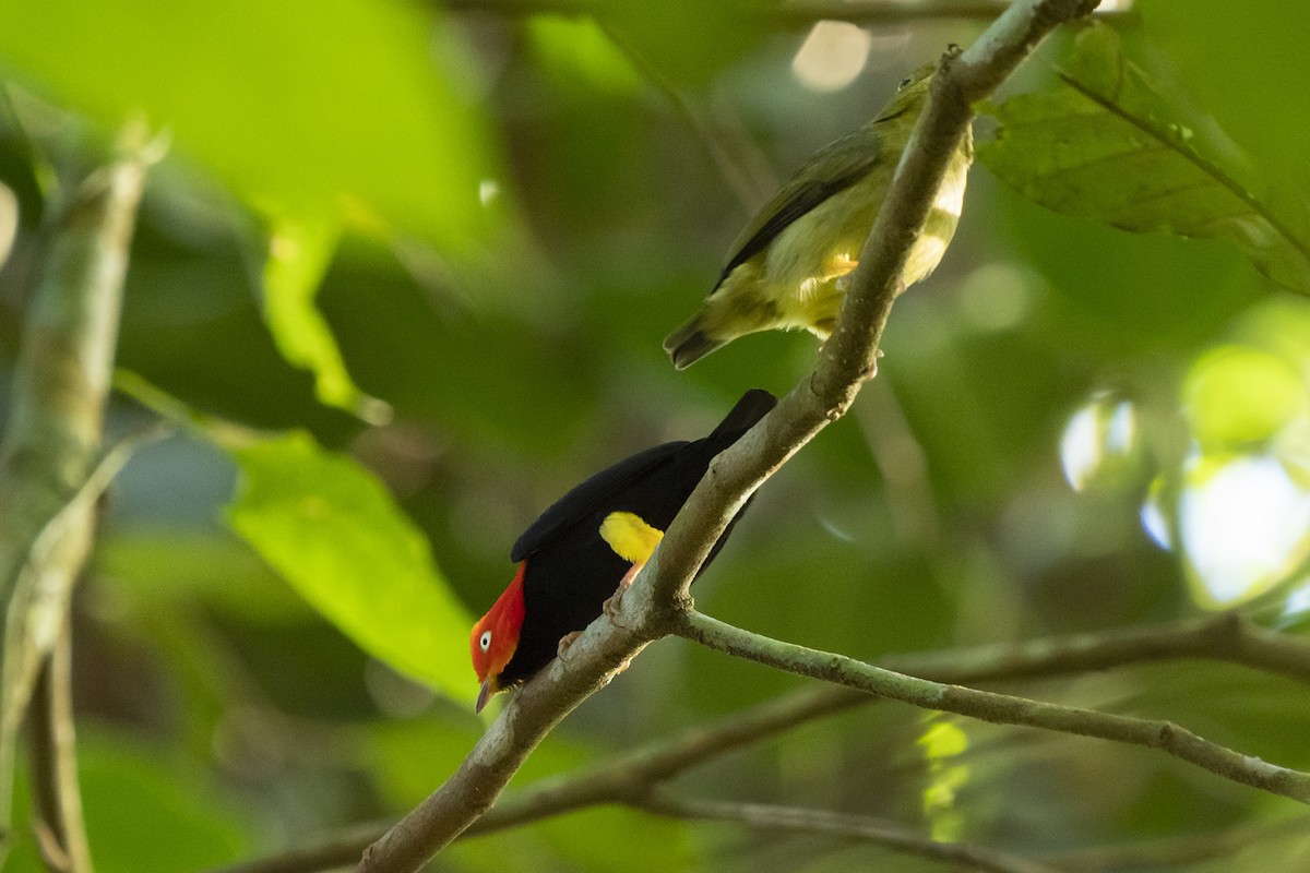 Red-capped Manakin - ML519495631