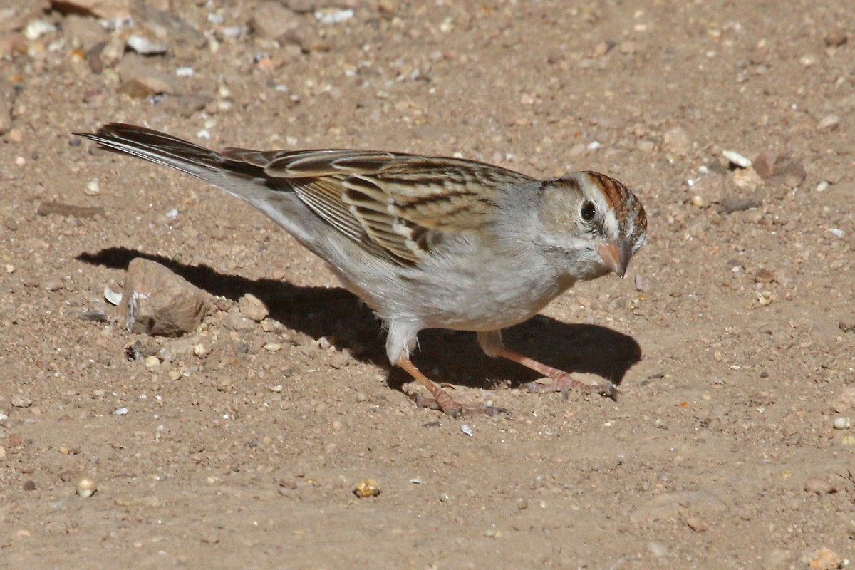 Chipping Sparrow - Richard Fray