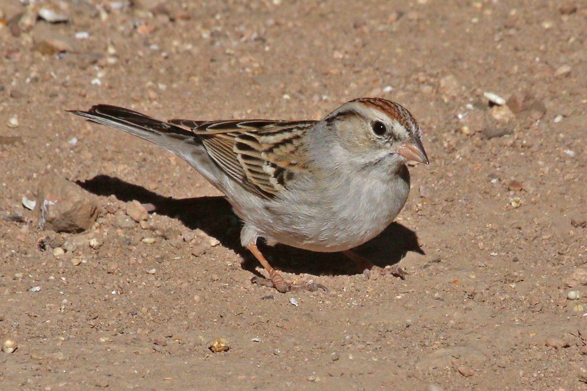 Chipping Sparrow - ML51949581