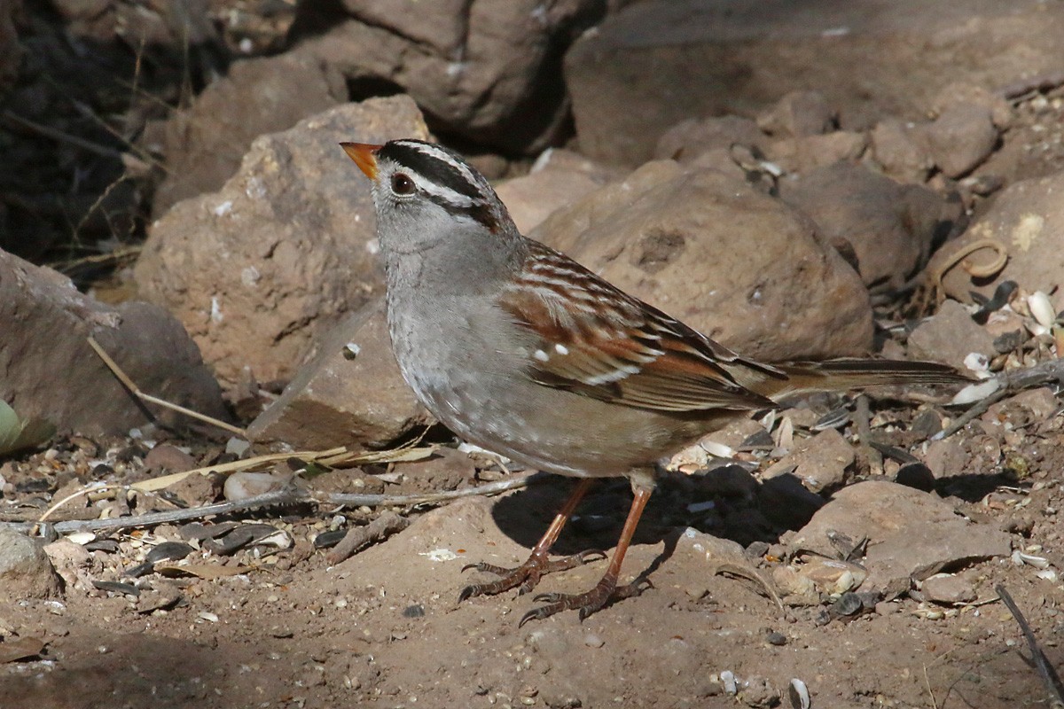 White-crowned Sparrow (Gambel's) - ML51949601